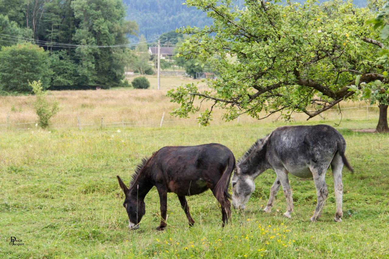 Bed and Breakfast Roulotte Le Temps De Rever Saint-Michel-sur-Meurthe Exterior foto