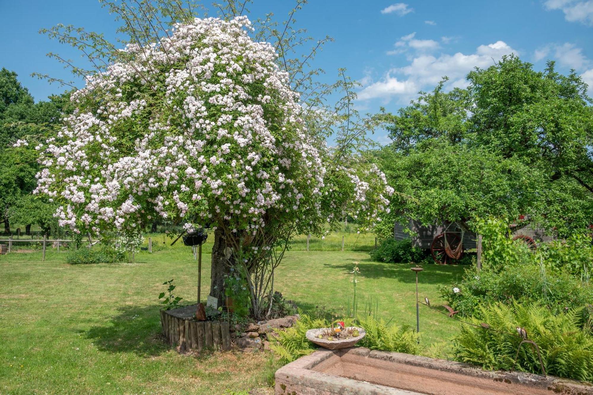 Bed and Breakfast Roulotte Le Temps De Rever Saint-Michel-sur-Meurthe Exterior foto