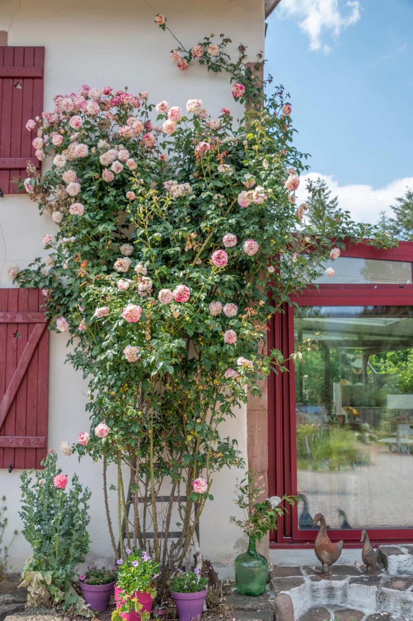 Bed and Breakfast Roulotte Le Temps De Rever Saint-Michel-sur-Meurthe Exterior foto